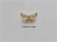 藏品(尺蛾80)的圖片